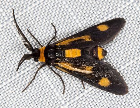 Hestiochora erythrota