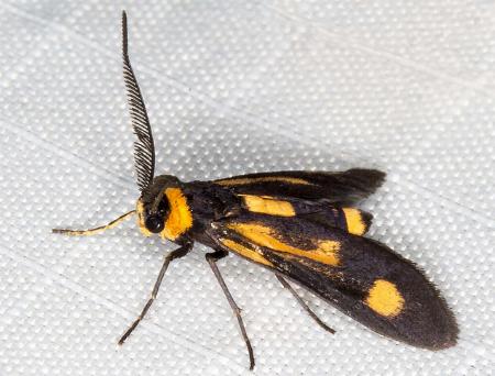 Hestiochora erythrota