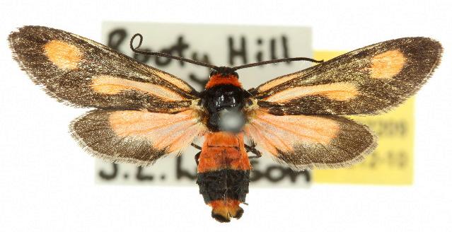 Hestiochora erythrota