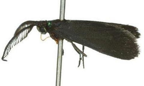 Pollanisus eumetopus