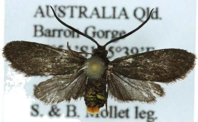 Pollanisus eumetopus