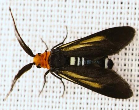 Hestiochora intermixta