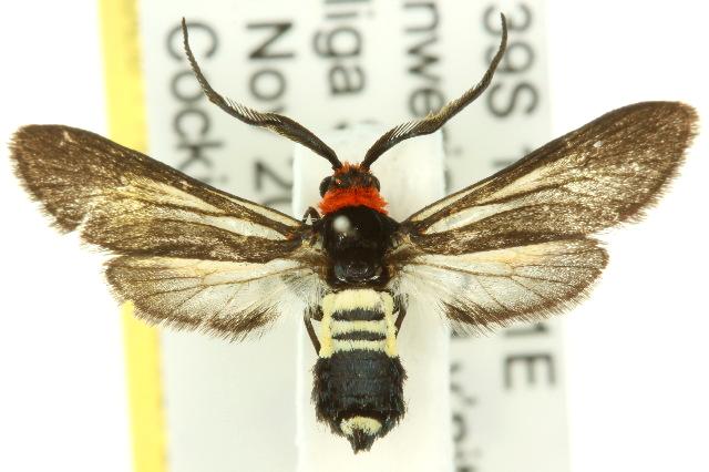 Hestiochora intermixta