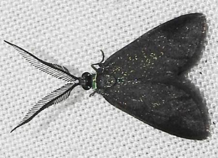 Pollanisus lithopastus