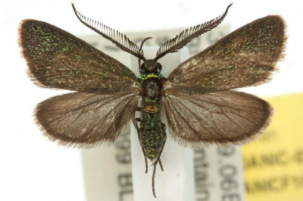 Pollanisus lithopastus