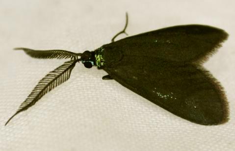 Pollanisus marriotti