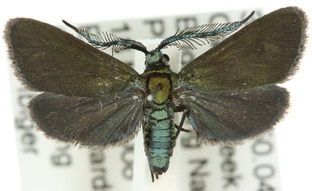 Australartona mirabilis