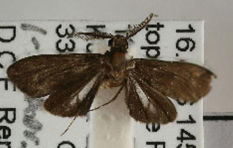 Homophylotis pseudothyridota