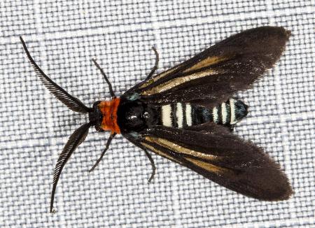 Hestiochora queenslandensis