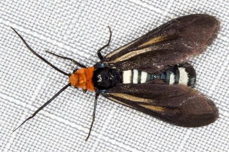 Hestiochora queenslandensis