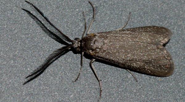 Myrtartona rufiventris