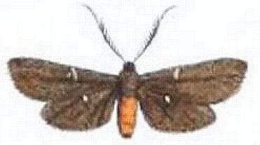 Myrtartona rufiventris