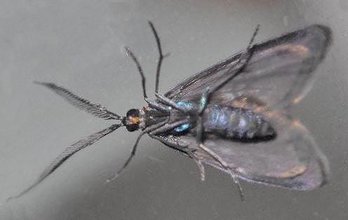 Pollanisus subdolosa