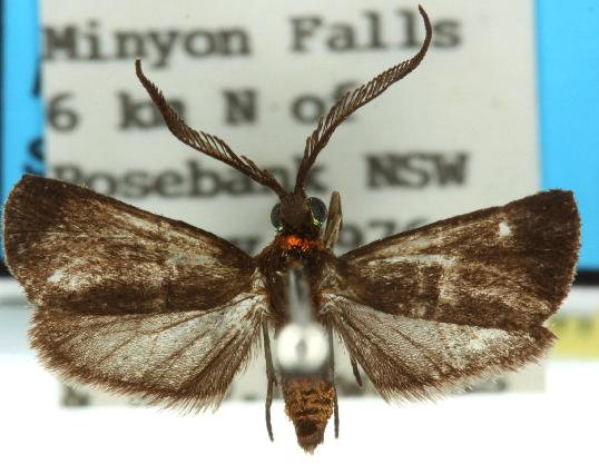 Pollanisus subdolosa