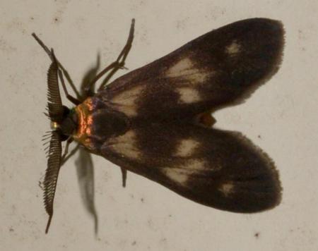 Pollanisus trimacula