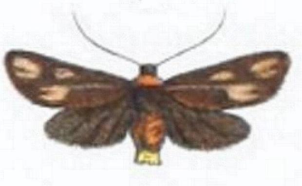 Pollanisus trimacula