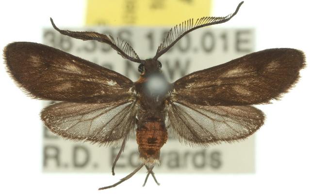 Pollanisus trimacula