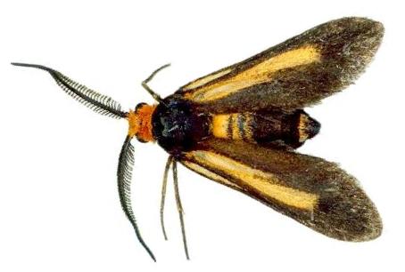 Hestiochora xanthocoma