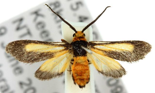 Hestiochora xanthocoma